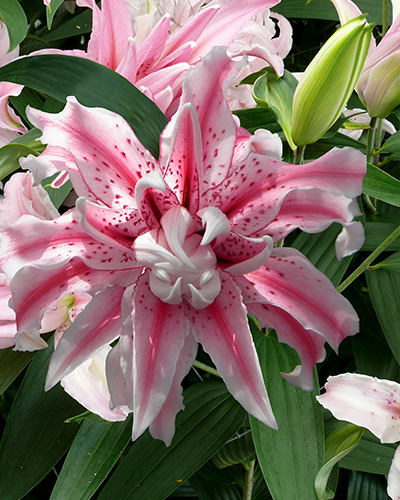 LILIUM MAGIC STAR 50 kusov